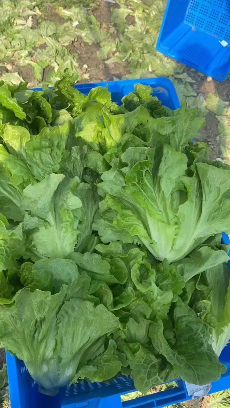 花叶生菜种植基地批发，质量保证价格公道，可长期供货