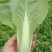 精品小白菜产地直供，全国代收代发常年供应小油菜青菜