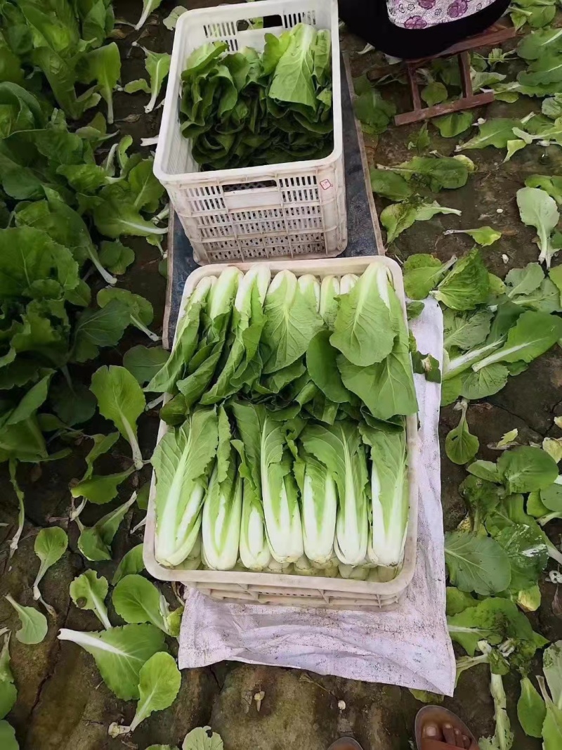 精品小白菜产地直供，全国代收代发常年供应小油菜青菜