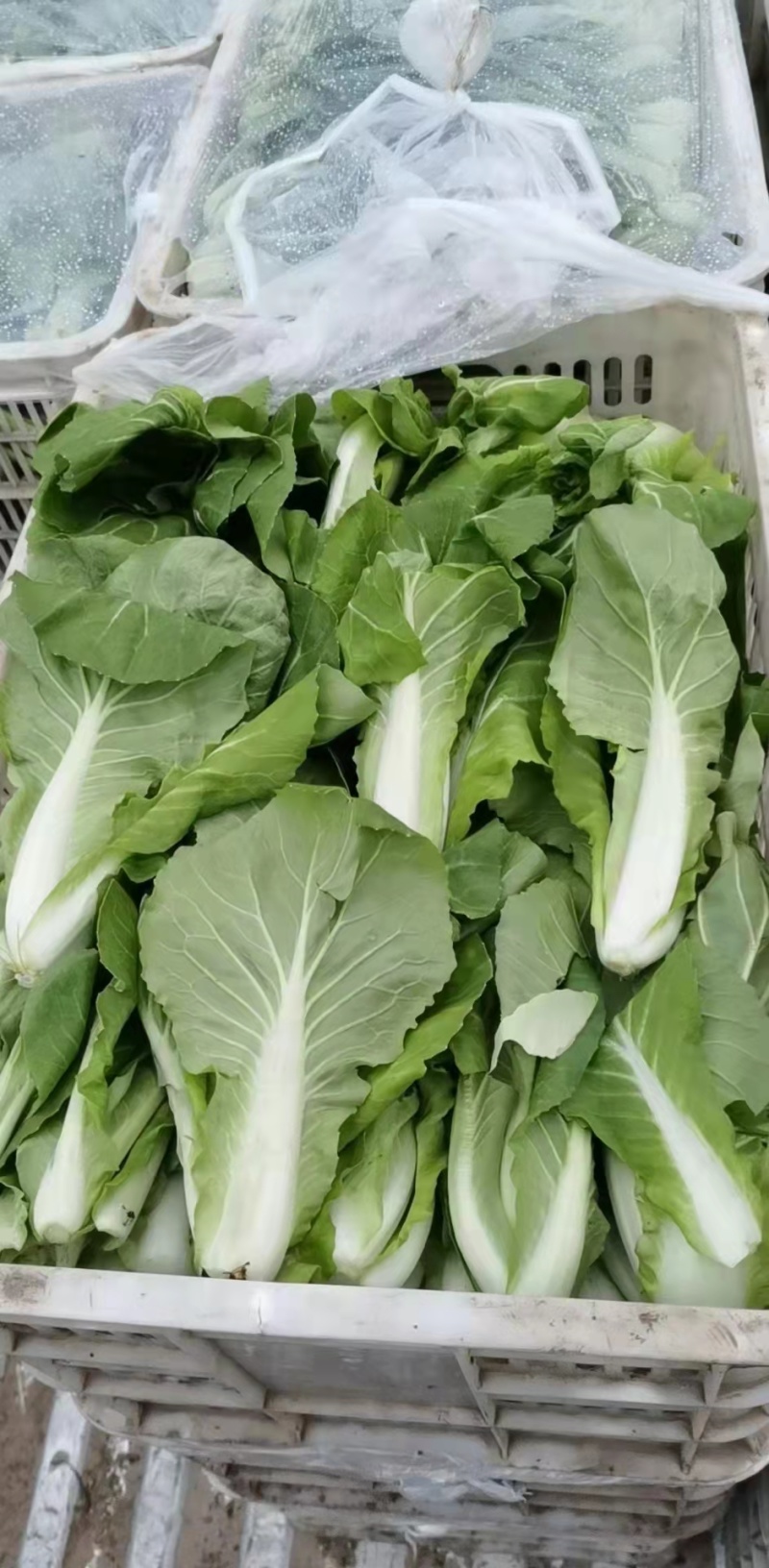 精品小白菜产地直供，全国代收代发常年供应小油菜青菜