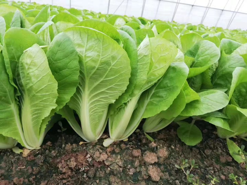精品小白菜产地直供，全国代收代发常年供应小油菜青菜