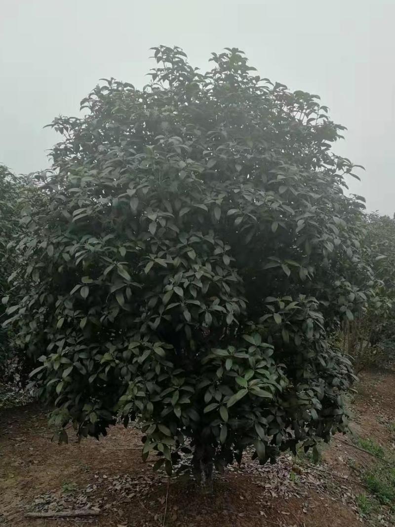 2米桂花树多少钱，肥西金桂