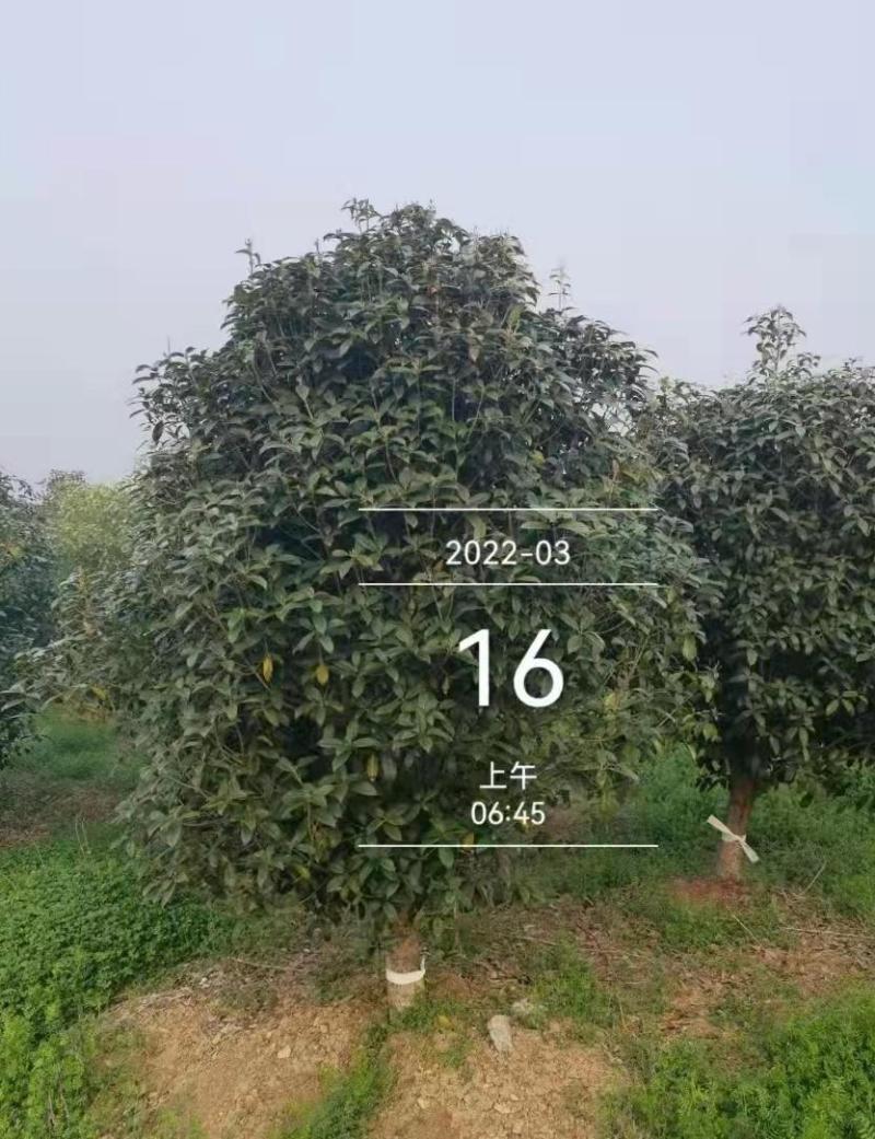 2米桂花树多少钱，肥西金桂