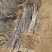 【精选】大樱桃苗产地直销可发全国包活.死苗补发