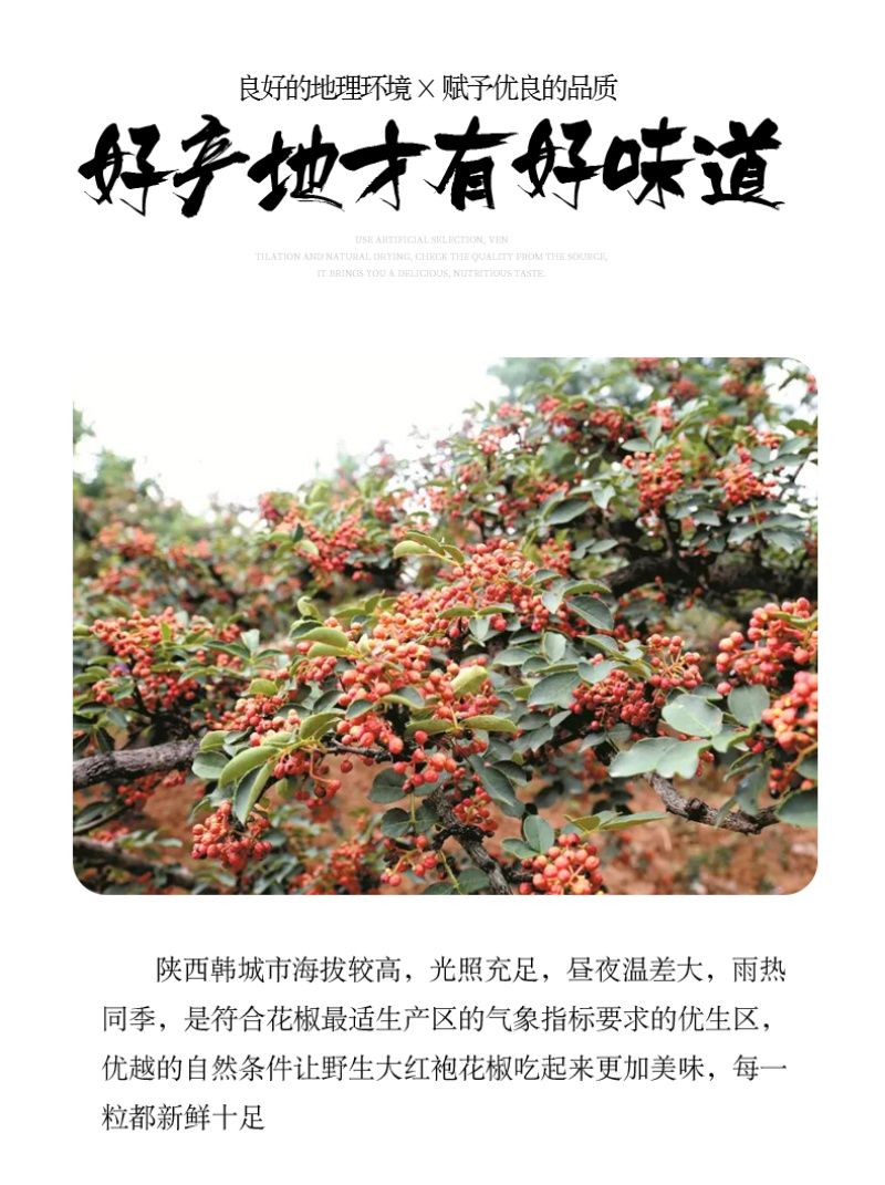 陕西韩城大红袍花椒，陕西大红袍花椒自然风干产地一手货源