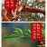 陕西韩城大红袍花椒,陕西大红袍花椒自然风干产地一手货源