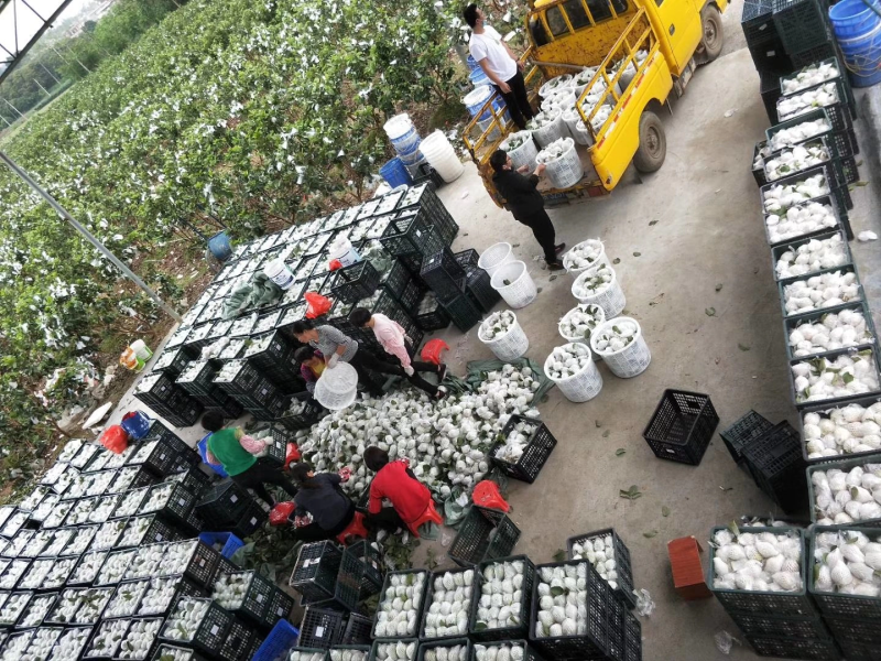 精选番石榴，新鲜现摘红心番石榴芭乐产地直发，欢迎实地参观