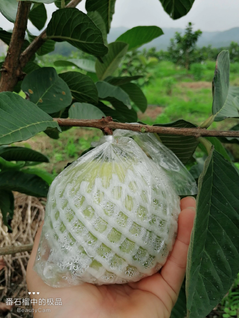 精选番石榴，新鲜现摘红心番石榴芭乐产地直发，欢迎实地参观