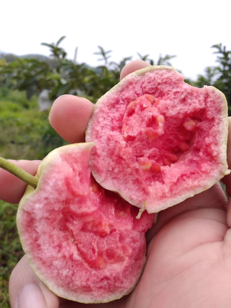 精选番石榴，新鲜现摘红心番石榴芭乐产地直发，欢迎实地参观