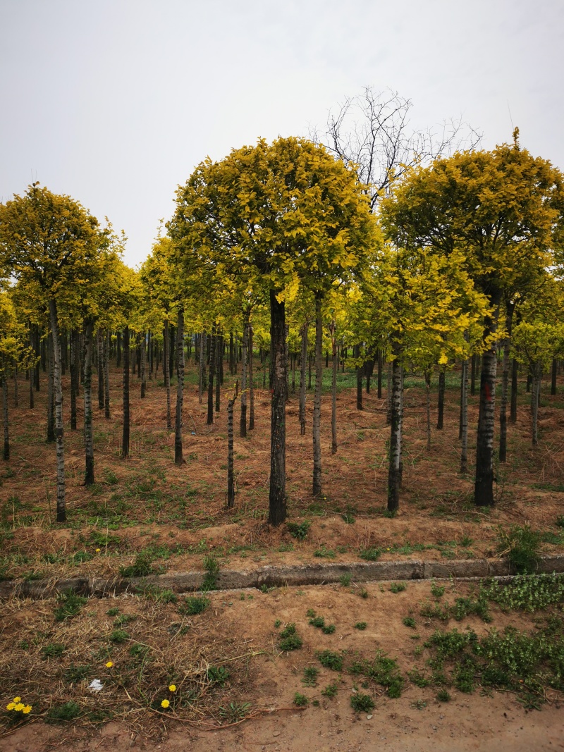 精品二米定杆金叶榆球量大从优物美价廉基地直发欢迎来电咨询