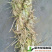 稻夫草绳把草把子条形草支垫草棍草棒钢厂铁路圆形棒