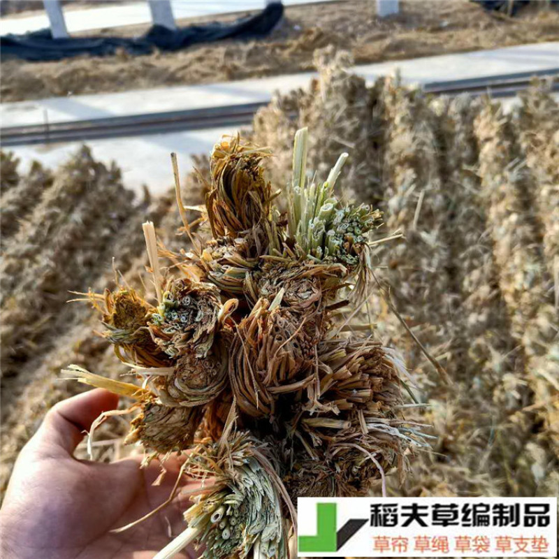 稻夫草棒稻草绳把绿化隔档夹层用园林护坡隔档防滑
