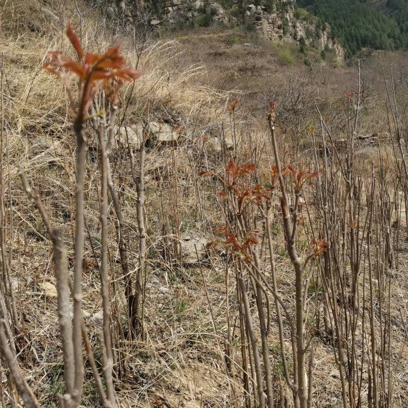 香椿苗【香椿】规格全，易管理，成活率高，全国发货