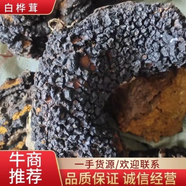 长白山区，野生桦树茸，56元一斤，免费切块儿