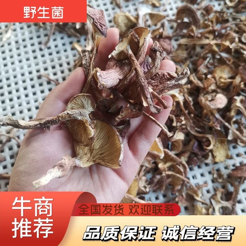 长白山区野生榛蘑，大腿蘑，趟子蘑柴火烘干，每斤38元起