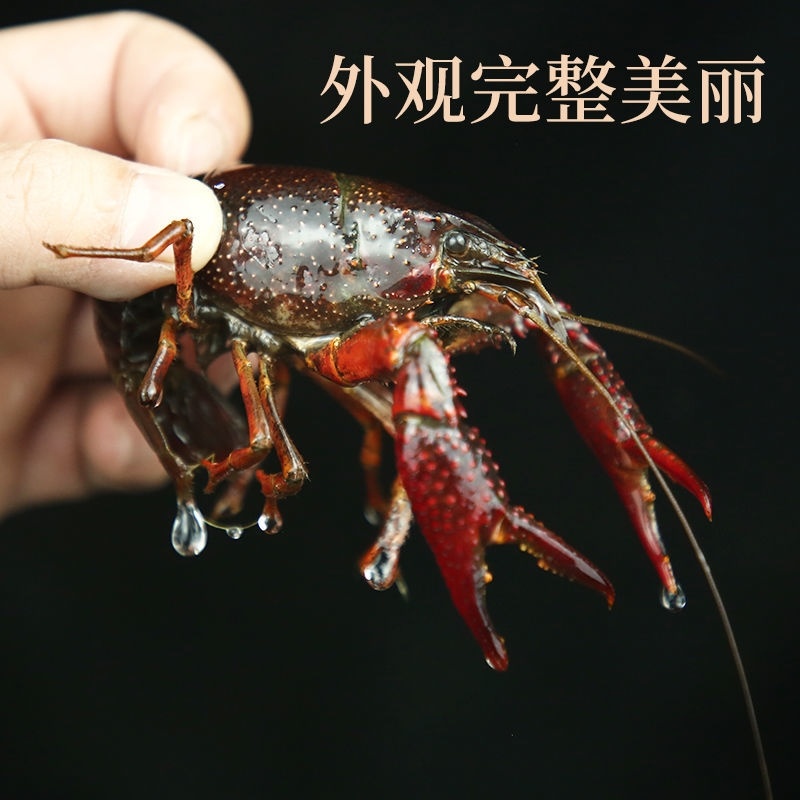 小龙虾潜江义朗优质单6虾七九虾炮头虾