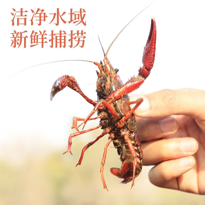 小龙虾潜江义朗优质单6虾七九虾炮头虾