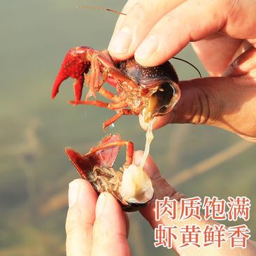 小龙虾潜江小龙虾义朗精品4到6红虾商超酒店