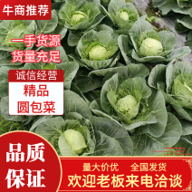 圆包菜山东甘蓝精品包菜货量充足价格便宜