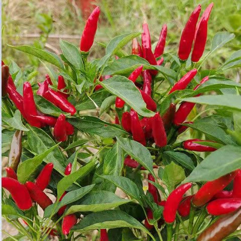 朝天椒辣椒苗基地直发，种苗用银地膜一年四季不愁草