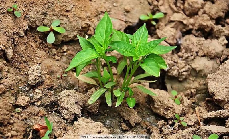 朝天椒辣椒苗基地直发，种苗用银地膜一年四季不愁草