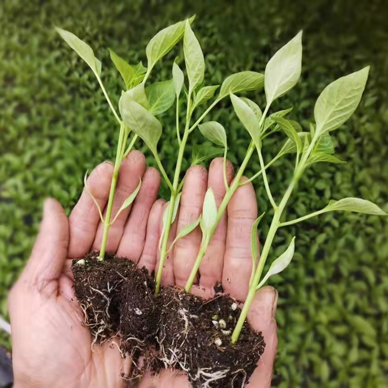 朝天椒辣椒苗基地直发，种苗用银地膜一年四季不愁草