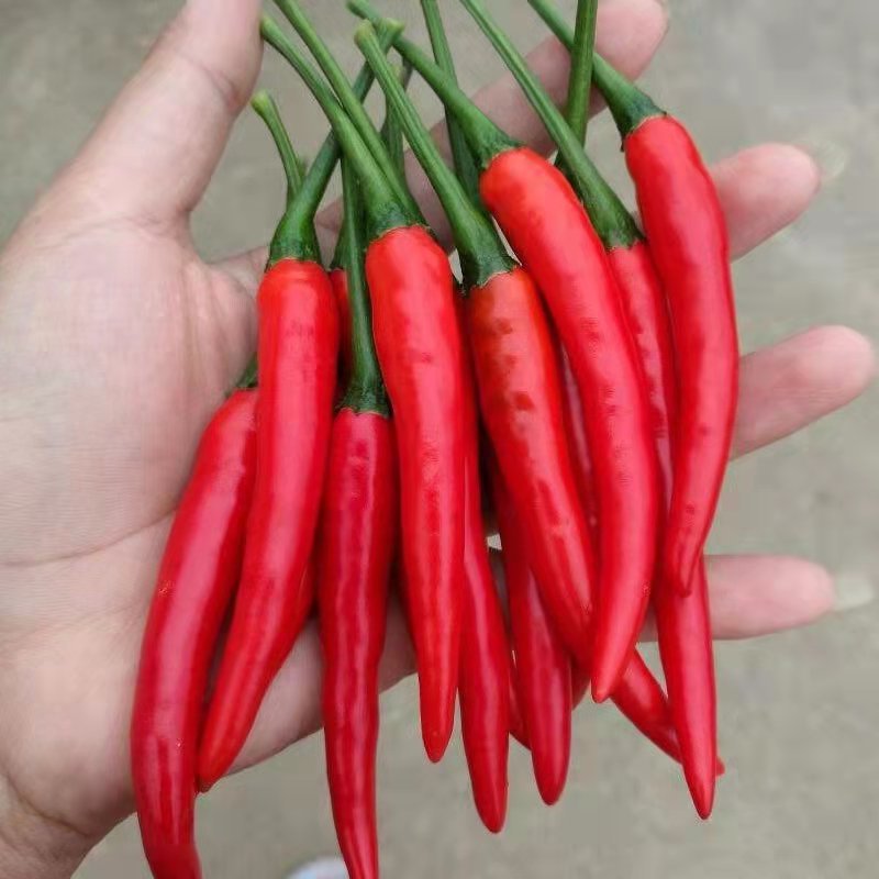 朝天椒辣椒苗基地直发，种苗用银地膜一年四季不愁草