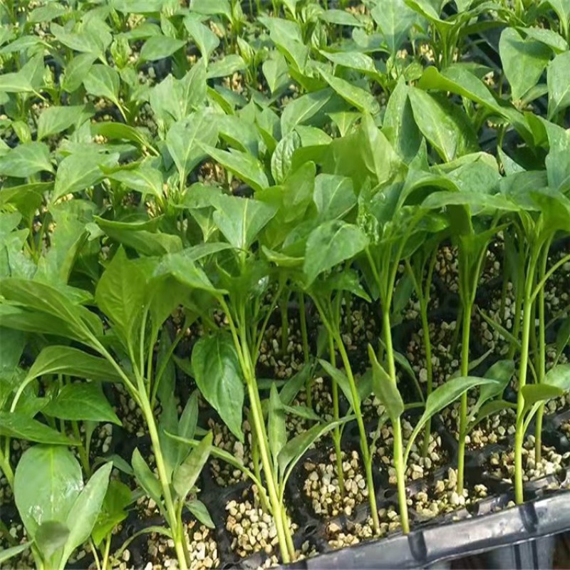 朝天椒辣椒苗基地直发，种苗用银地膜一年四季不愁草