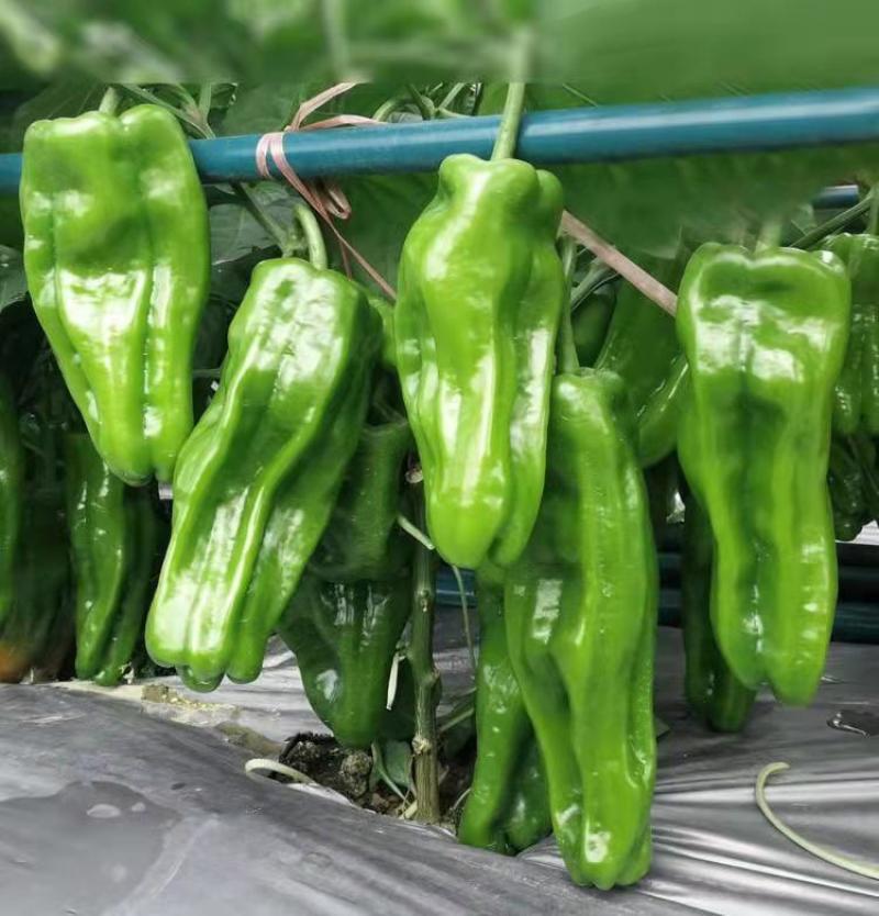 菜椒辣椒苗高产抗旱，不在担心长草