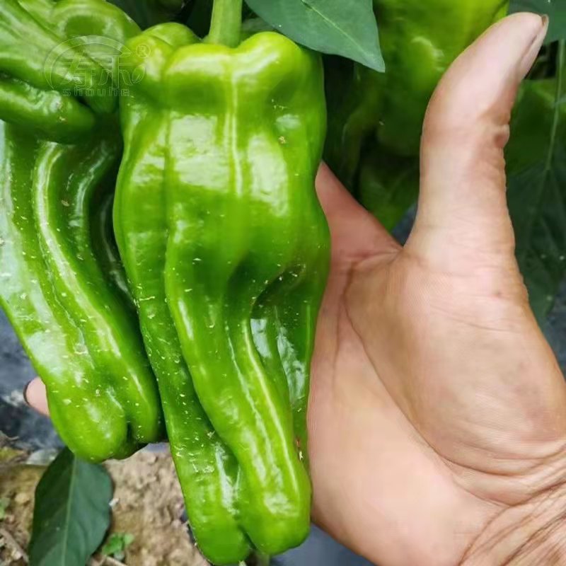 菜椒辣椒苗高产抗旱，不在担心长草
