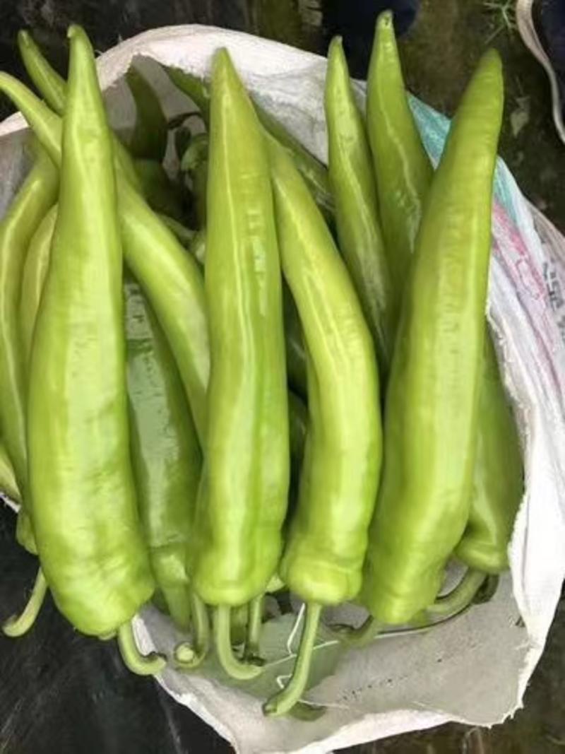【抗病强】牛角椒苗高产的牛角辣椒全国发货技术指导