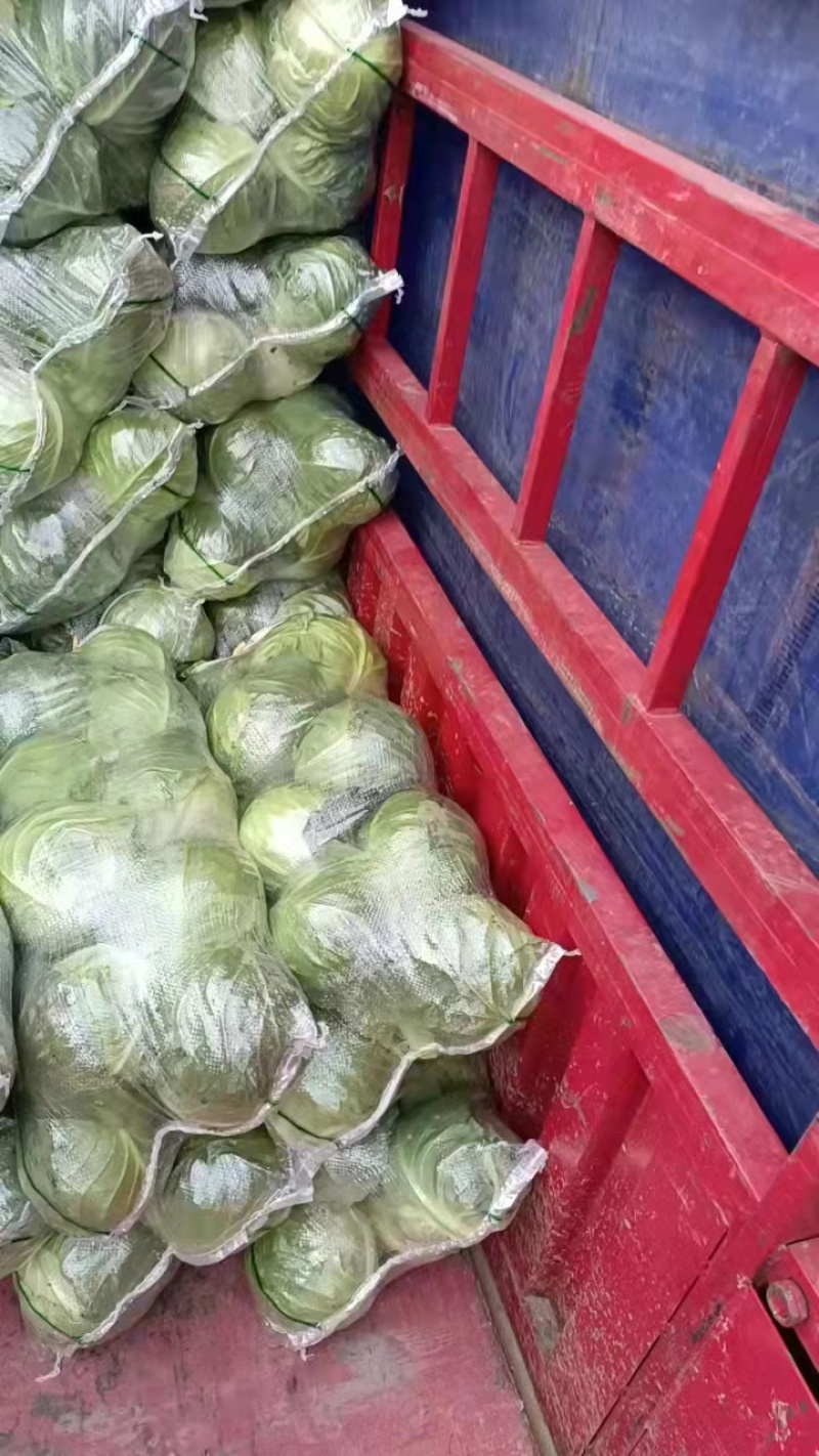 精品甘蓝圆包菜产地直销品质保证欢迎选购大量供应
