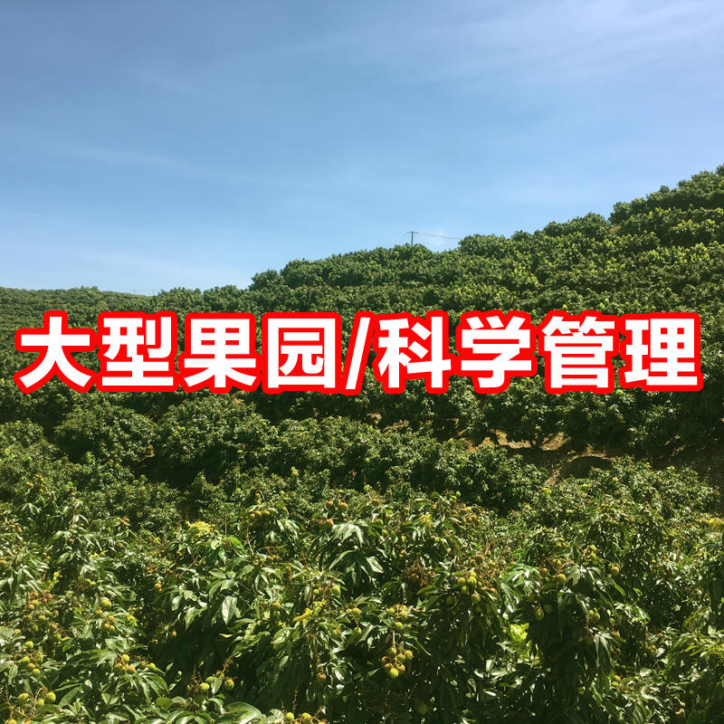 海南妃子笑荔枝2022年新鲜应季水果产地代办电商代发预售