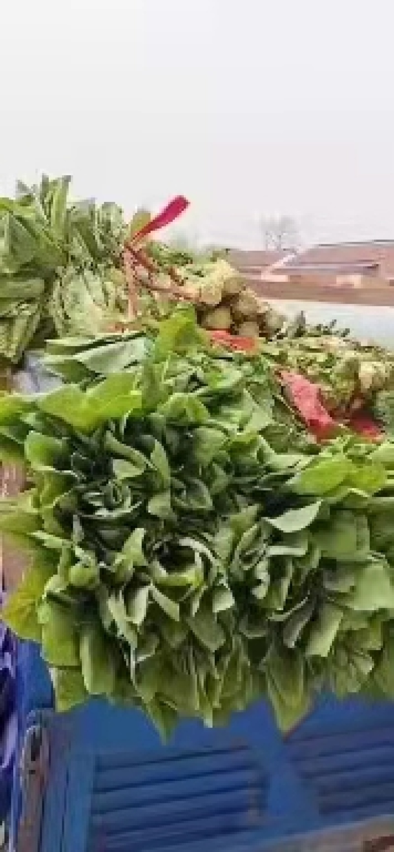 精品莴苣开封红香叶莴苣品质保证对接各类客户欢迎选购