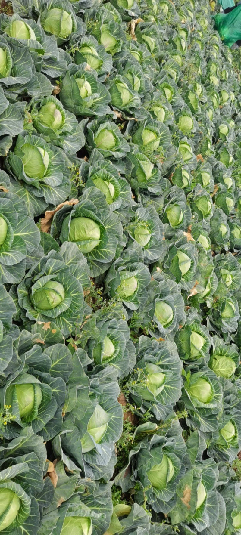 精品甘蓝圆包菜产地直销品质保证欢迎选购大量供应