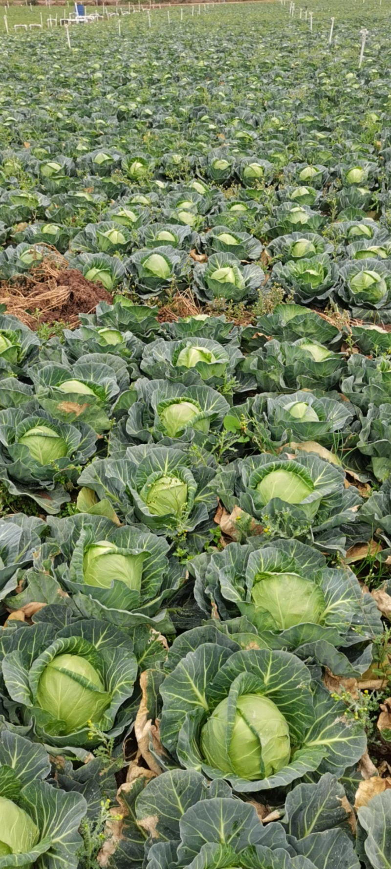 精品甘蓝圆包菜产地直销品质保证欢迎选购大量供应