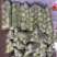 精品甘蓝圆包菜产地直销品质保证欢迎选购大量供应
