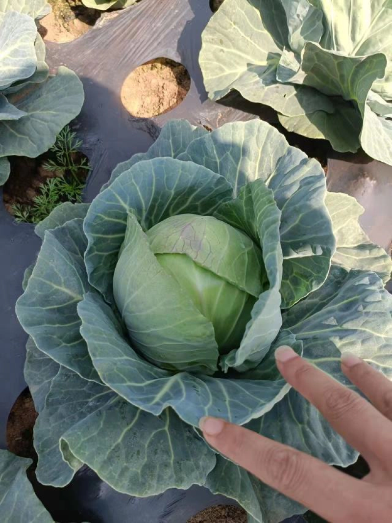 精品甘蓝圆包菜产地直销品质保证欢迎选购大量供应