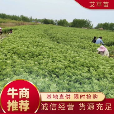 优质艾草苗存活率高产量高出绒率高，保障种植技术现挖现发