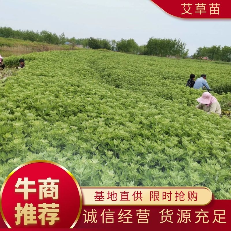 优质艾草苗存活率高产量高出绒率高，保障种植技术现挖现发