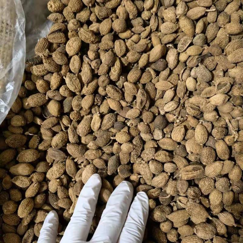 砂仁壳砂仁规格齐全，中药材批发基地直采一手货源