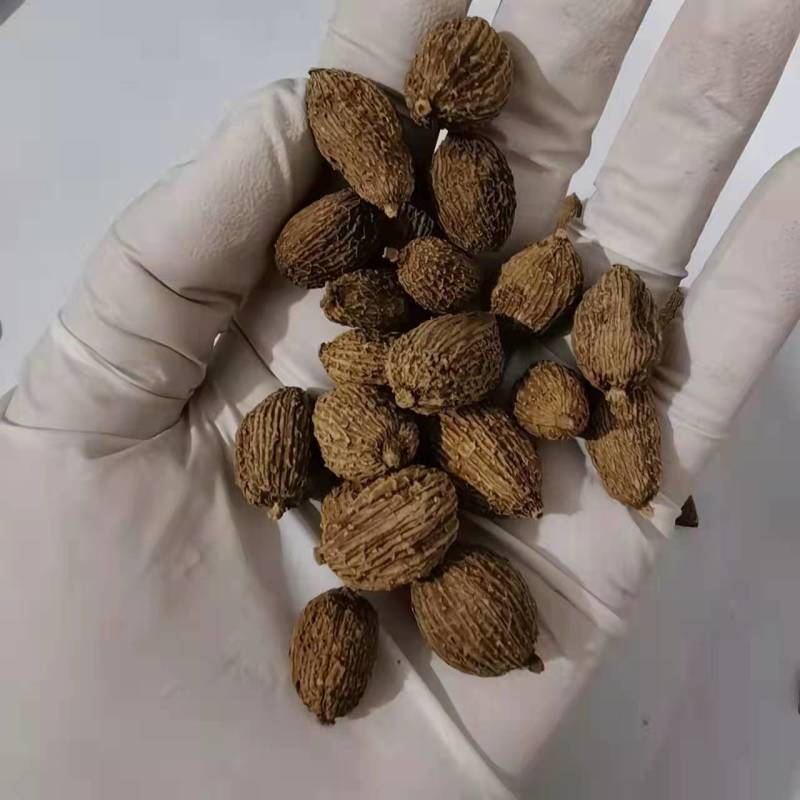 砂仁壳砂仁规格齐全，中药材批发基地直采一手货源