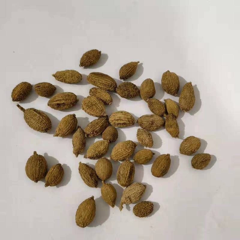 砂仁壳砂仁规格齐全，中药材批发基地直采一手货源