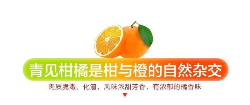 四川青见柑橘果冻橙新鲜采摘产地直发电商一件代发