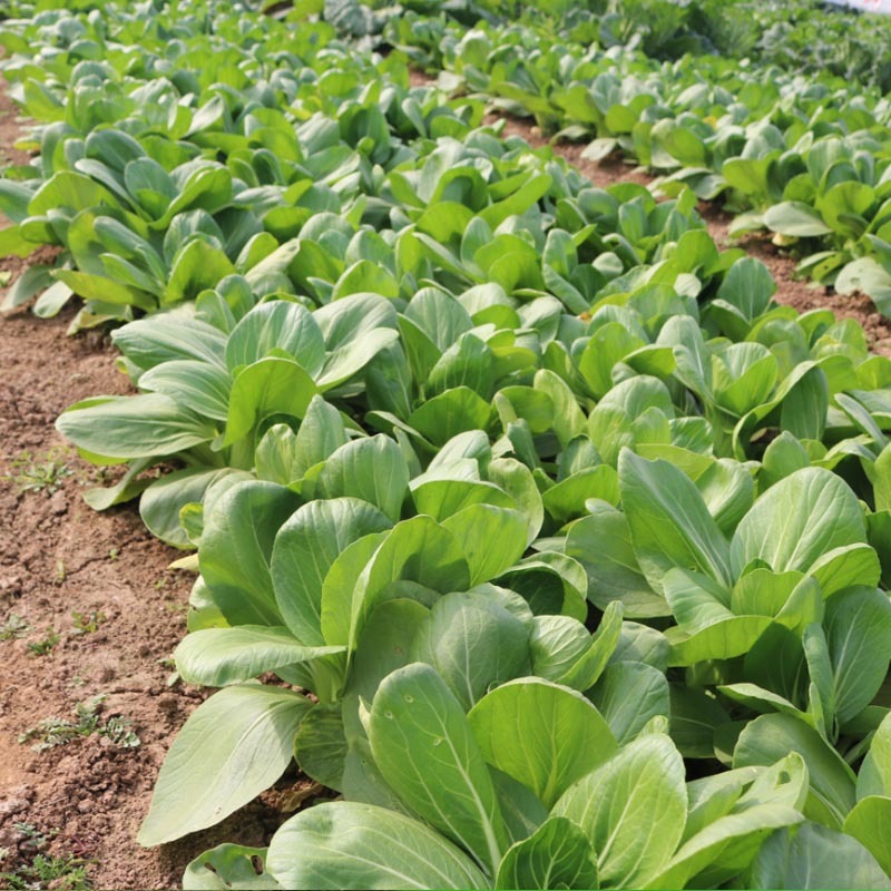 抗热青梗菜种子理想三伏优质丰产耐热耐涝农家夏秋播种精选青