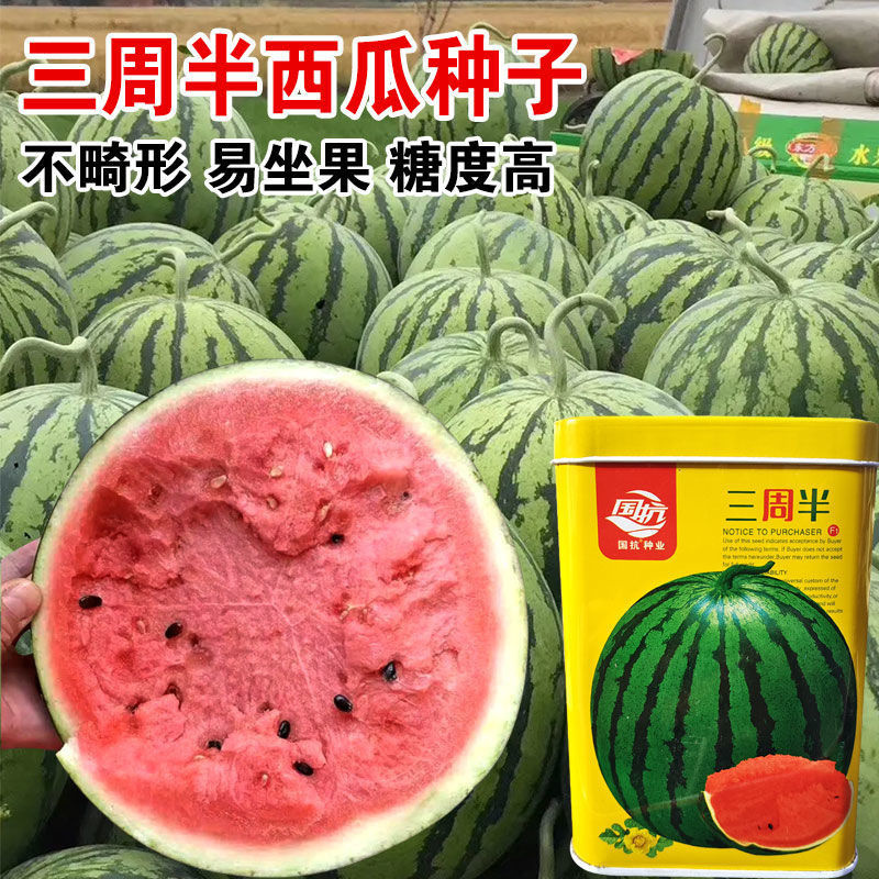 西瓜种子三周半麒麟西瓜种子高产特大懒汉西瓜超甜薄皮红瓤