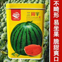 西瓜种子三周半麒麟西瓜种子高产特大懒汉西瓜超甜薄皮红瓤