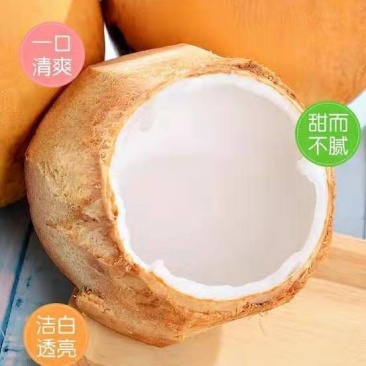 海南金椰子新鲜黄金椰子三亚金椰海南椰青带皮发货6个包邮
