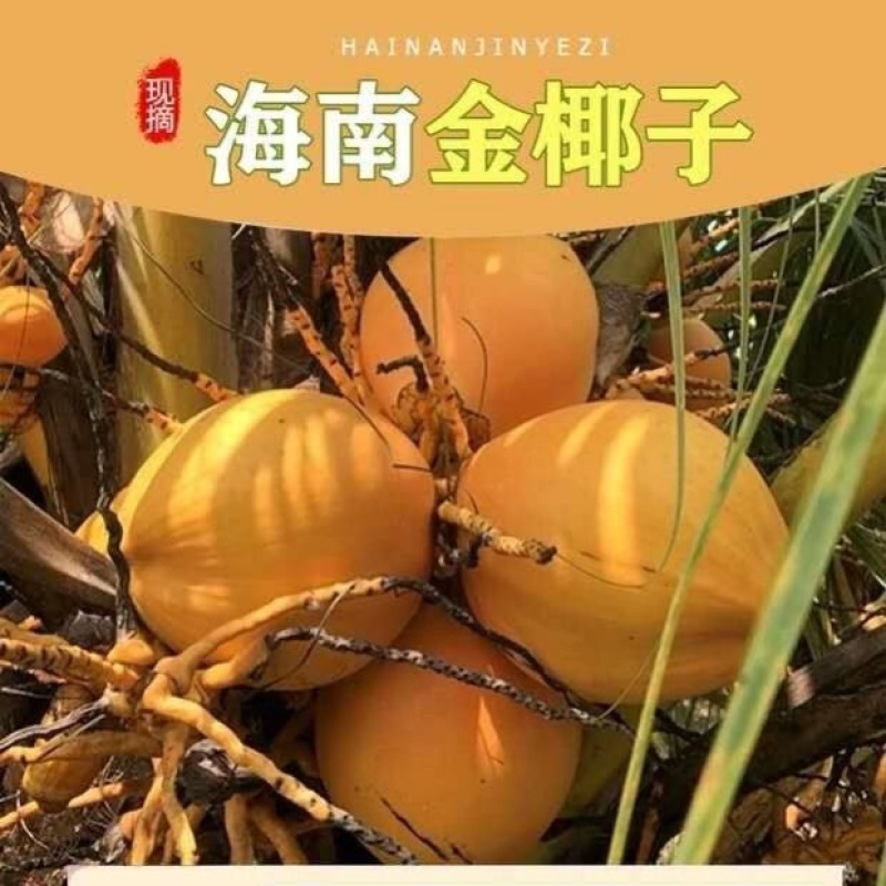 海南金椰子新鲜黄金椰子三亚金椰海南椰青带皮发货6个包邮