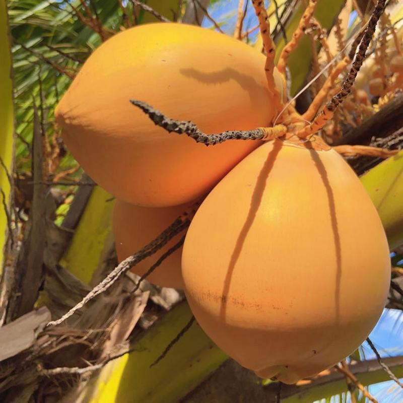 海南金椰子新鲜黄金椰子三亚金椰海南椰青带皮发货6个包邮